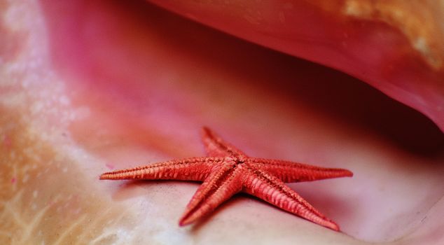starfish photo