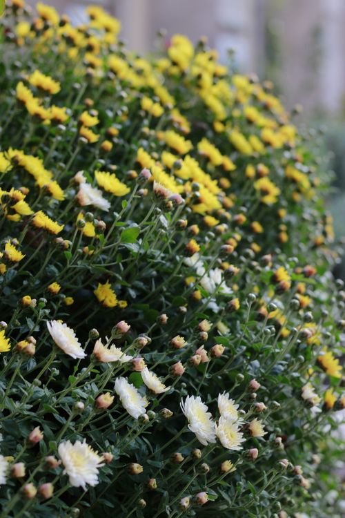 Free A vibrant cluster of yellow and white chrysanthemum flowers in an outdoor garden setting. Stock Photo