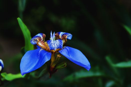 Close-up of a vibrant blue Walking Iris flower in full bloom against a blurred green background.