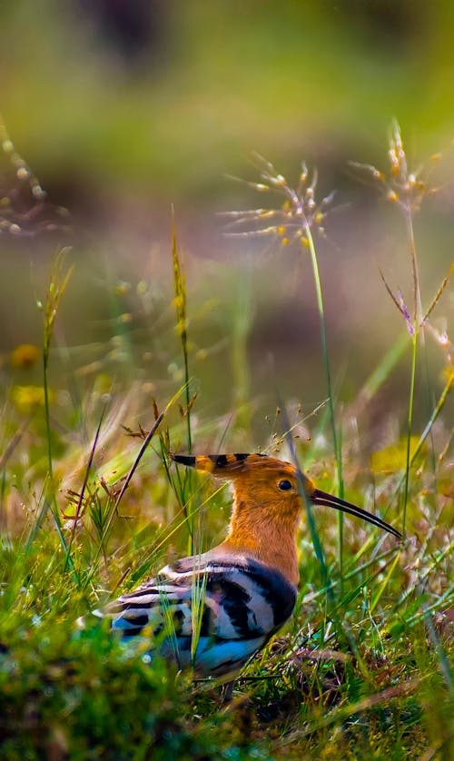 Colorful hoopoe on grassy field