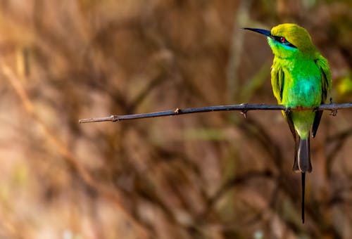 Colorful green bee eater with black beak sitting on leafless thin sprig in forest with dried plants on blurred background