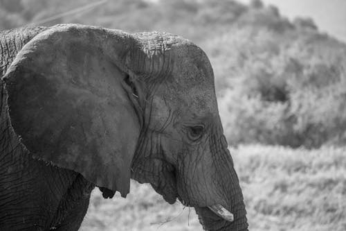 Free Grayscale Photo of an African Elephant Stock Photo