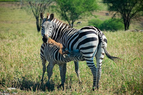 Free Photo of Zebras on Grassland Stock Photo