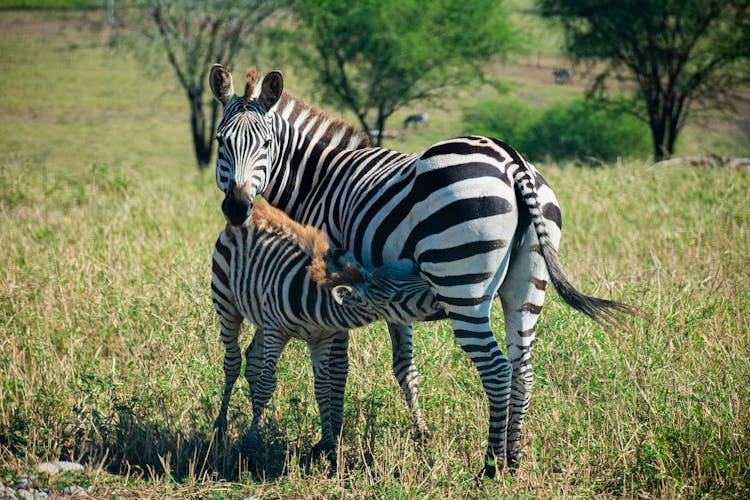 Photo Of Zebras On Grassland