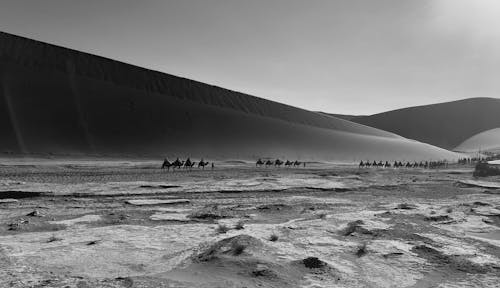 Základová fotografie zdarma na téma poušť, velbloud