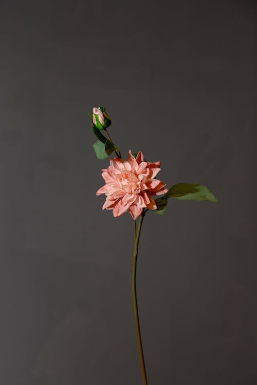 Gentle pink Dahlia pinnata flower against gray background