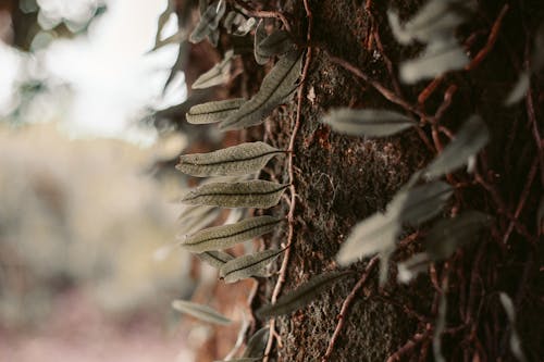 Brown Tree Branch in Close Up Photography