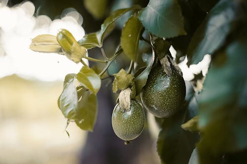 Green Fruit With Green Leaves