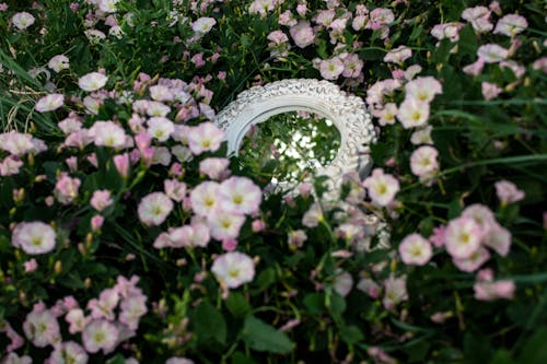 คลังภาพถ่ายฟรี ของ กระจกเงา, การสะท้อน, ดอกไม้สีชมพู
