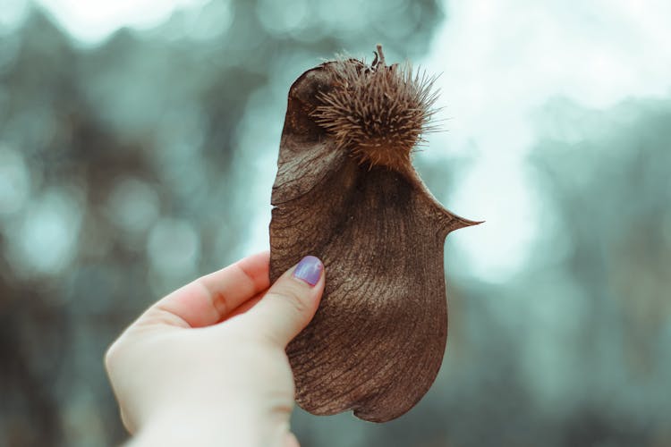 Hand Holding A Dried Seed 