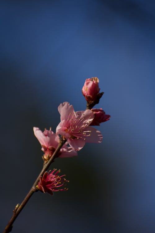 Free Close-Up Shot of Pink Cherry Blossom in Bloom Stock Photo