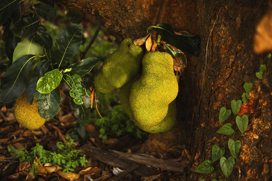 Assortment of fresh exotic Amazonian fruits and indigenous jungle ingredients