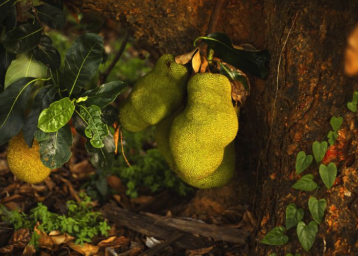 Jackfruit Seeds - Urban Goes Green Plant Guide