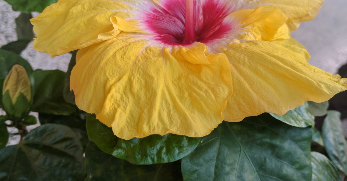 Free stock photo of #flower #yello #bright