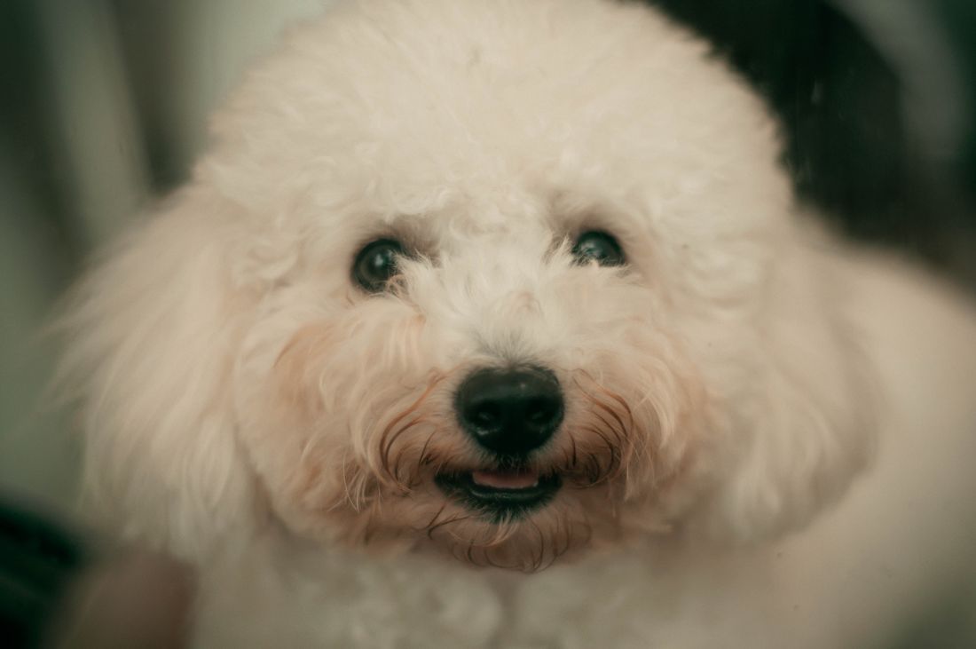 Close portrait of a fluffy white Poodle with a rounded plush face