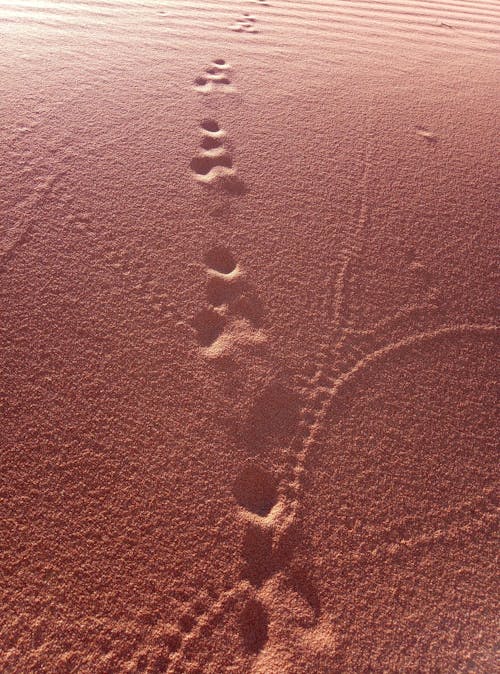 Gratis stockfoto met australische woestijn, rood zand, woestijn