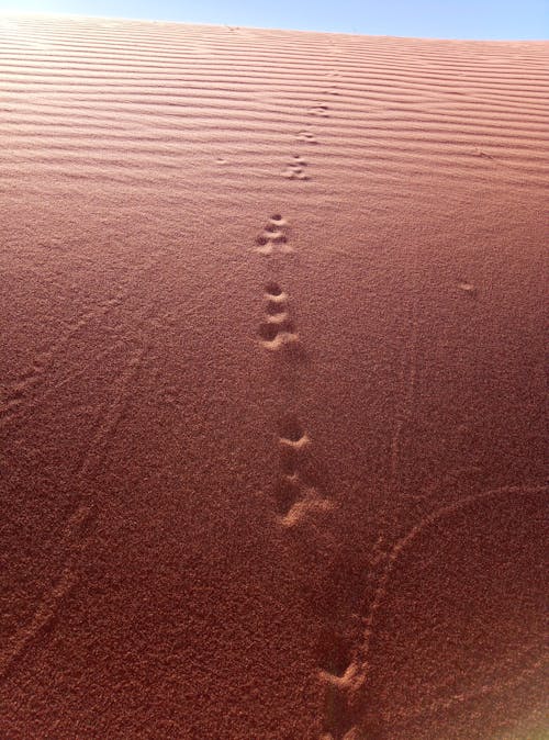 Gratis stockfoto met australische woestijn, rode woestijn, rood zand