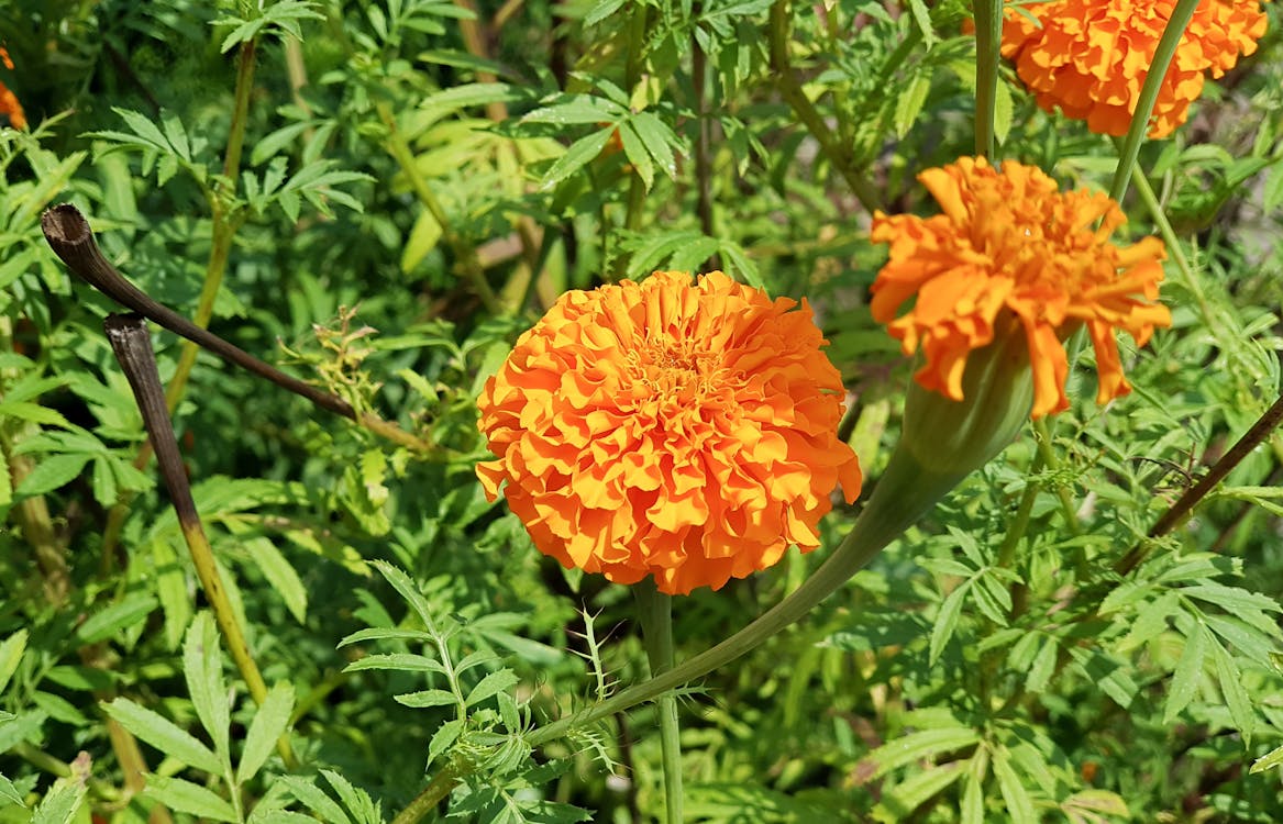 Free stock photo of flower, marigold, orange