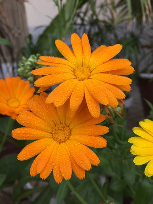 Oranje Petaled Bloem