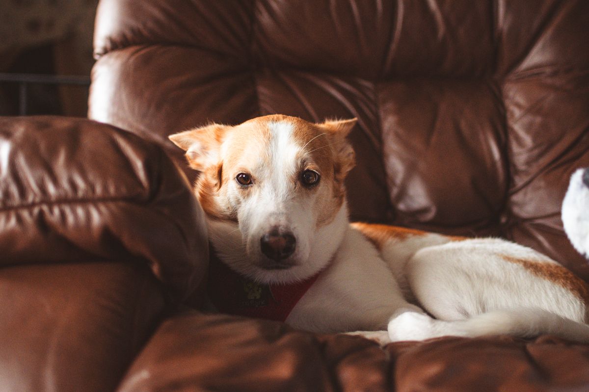 A dog lying on an indoor couch during a calm heat-cycle care routine.