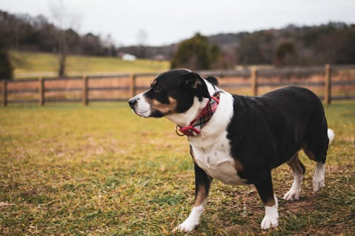 Black and White Short Coat Dog on Green Grass Field