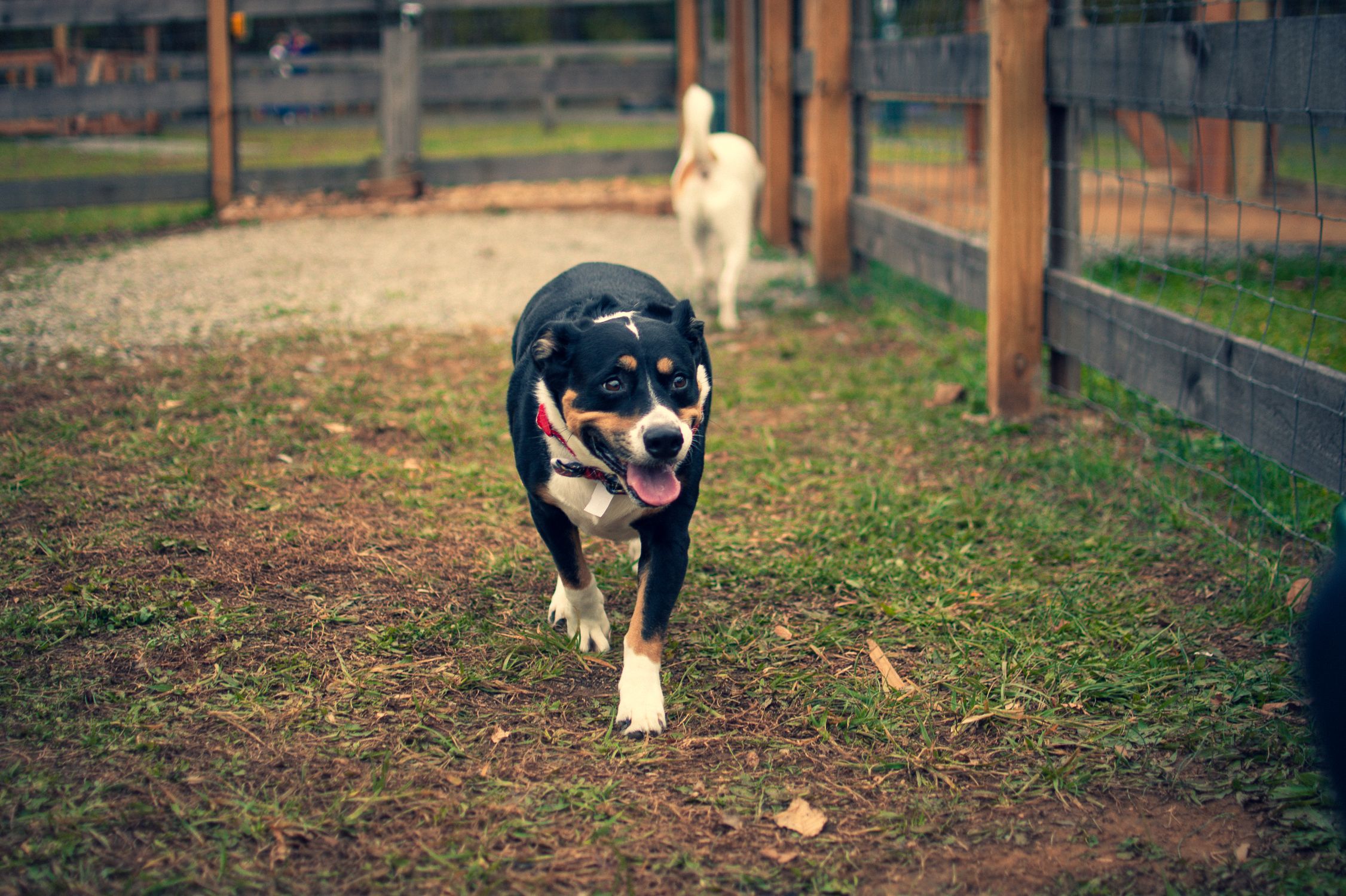 Adorable mixed-breed dog with a happy expression walks in a fenced grassy field.