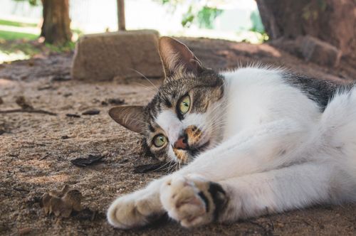 Free Close-up of a lounging cat enjoying a sunny day on sandy ground outdoors. Stock Photo