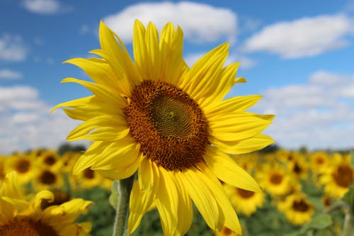 Selective Focus Photo of a Blooming Yellow Sunflower 