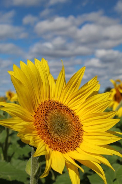 Close-Up Shot of a Sunflower in Bloom