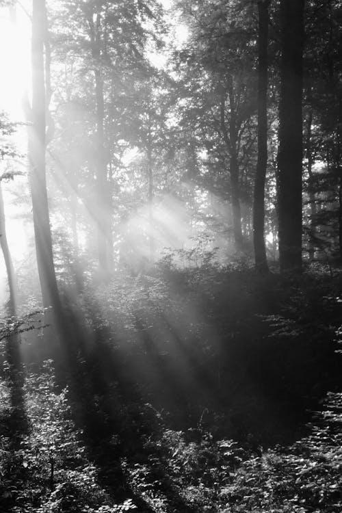 Monochrome Photo of a Forest with Sunlight