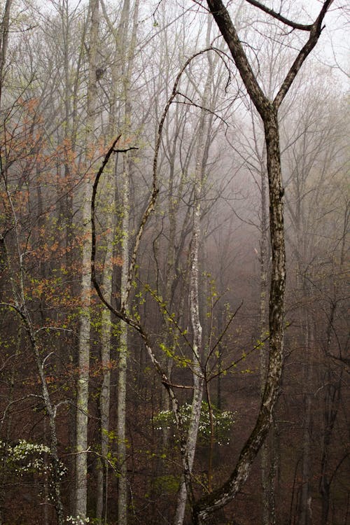 Ingyenes stockfotó ág, erdő, erdőség témában Stockfotó