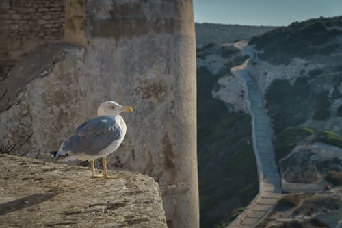 Free stock photo of animal, dove, fortress