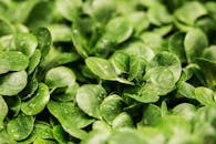 特写镜头中，绿叶上覆盖着新鲜的露珠，凸显了大自然的纯洁