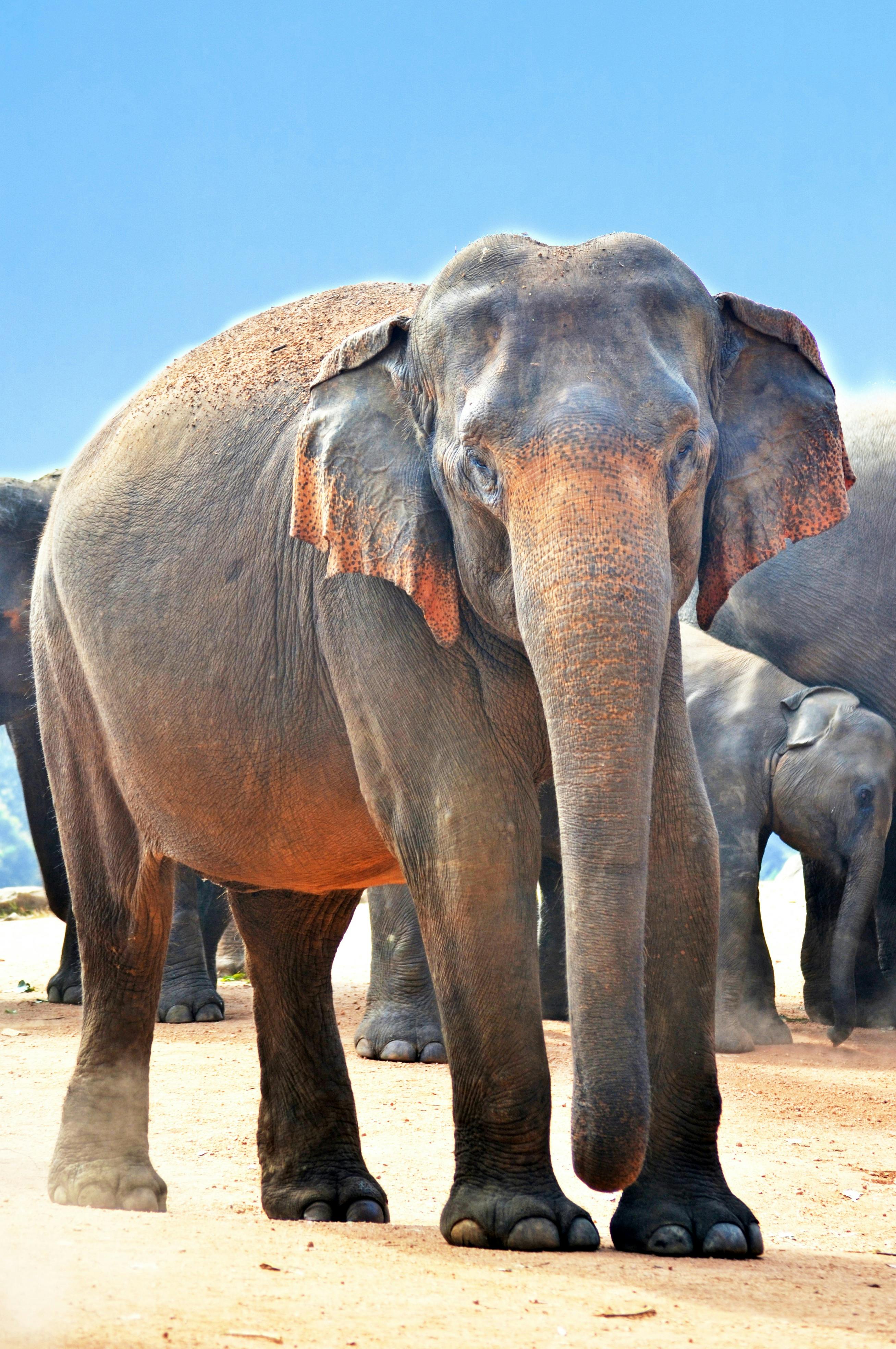 Breathtaking Elephant Photos · Pexels · Free Stock Photos