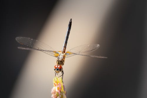 Orange and Black Dragonfly Perched on Yellow Flower in Close Up Photography