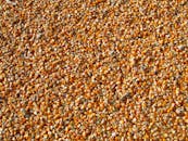 特写镜头展示了干玉米种子，预示着丰收在即