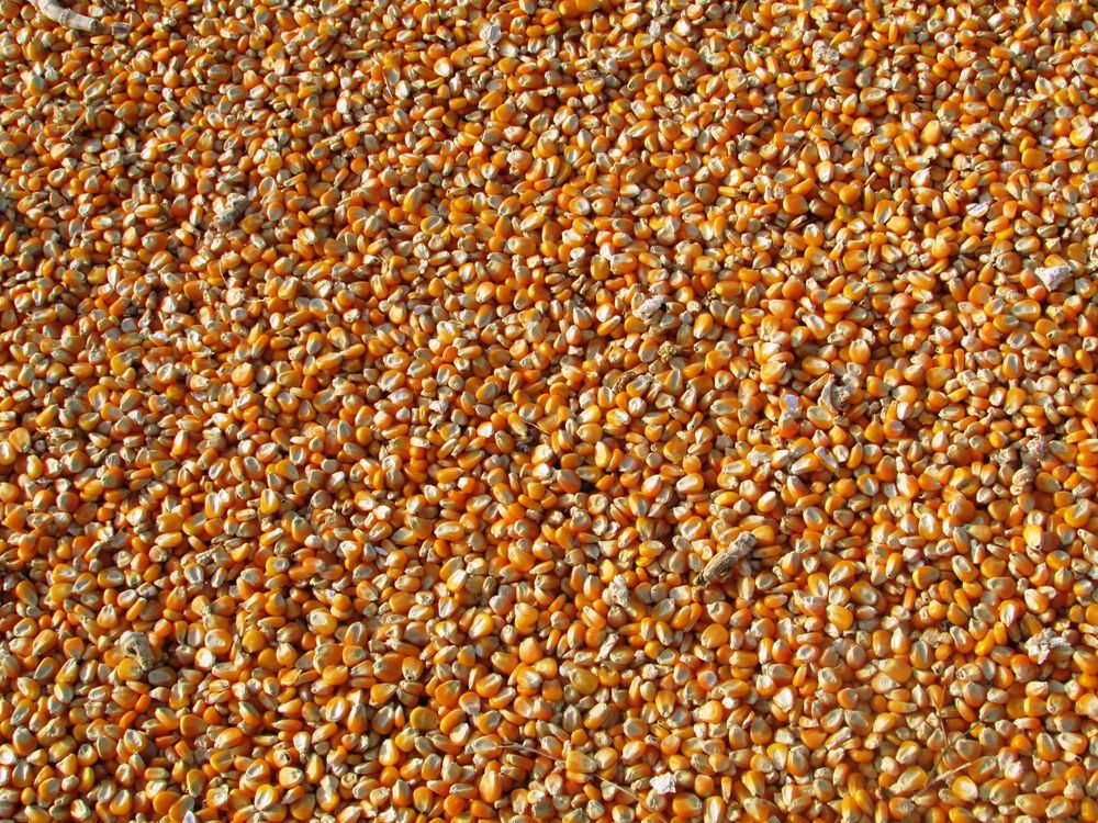 Orange Color Corn Orange Corn Kernels · Free Stock Photo