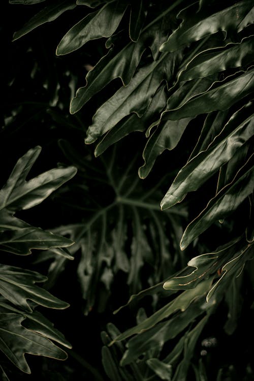 Free Verdant green plant branches with big leaves growing in dark garden in evening Stock Photo