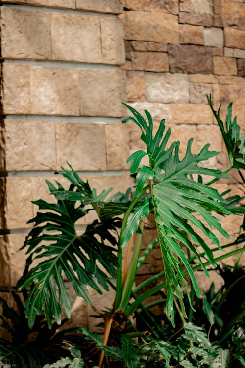 Potted fern growing near stone wall