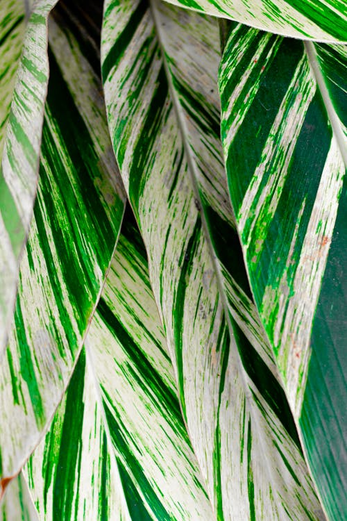 Closeup of abstract background of striped fresh leaves of exotic shell ginger growing in tropical garden on sunny day