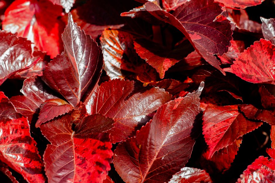 Closeup of shiny bright red leaves of copperleaf subtropical plants growing in park on sunny day as abstract background