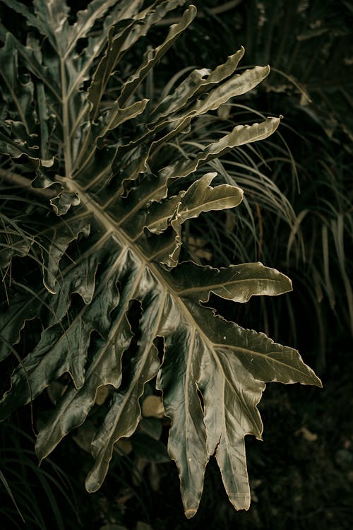 Big fresh green leaf of exotic lacy tree philodendron plant growing in lush tropical forest in daytime