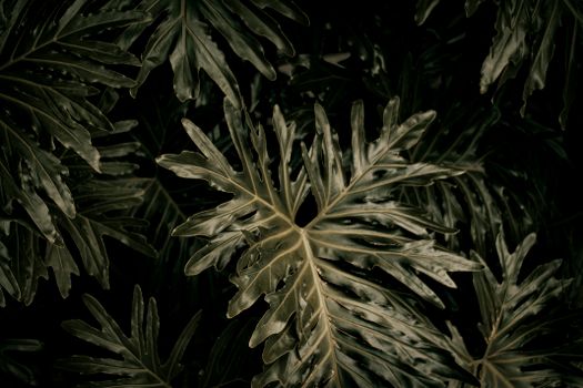 Lacy tree philodendron leaves growing in forest