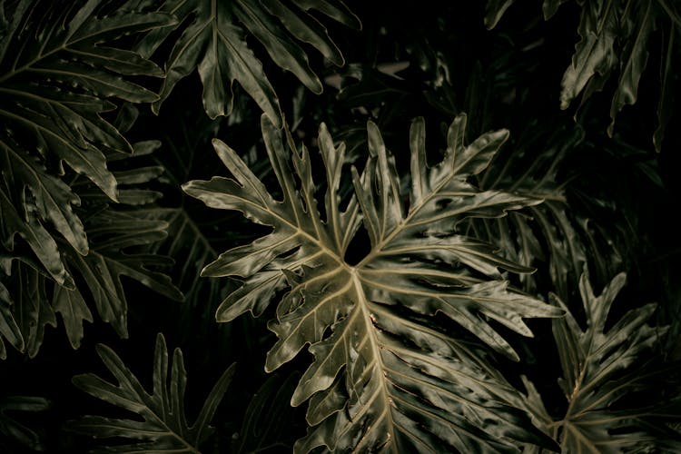 Lacy Tree Philodendron Leaves Growing In Forest