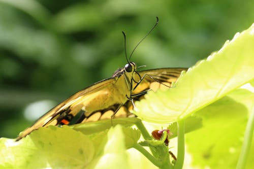 Δωρεάν στοκ φωτογραφιών με macro shot, άγρια φύση, άγριος