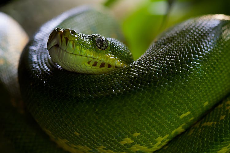 Green Snake