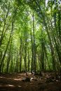Green Trees on Forest