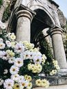 From below of blooming aromatic florist s daisy flowers growing near aged stone arch on territory of Holy Dormition Monastery against blue sky in Bakhchisarai