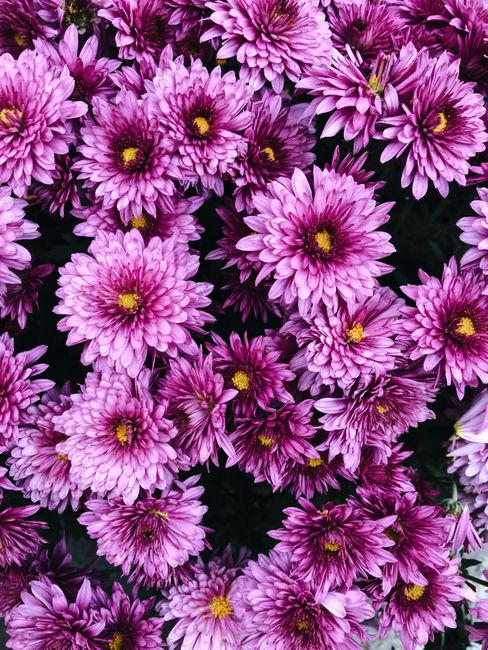 From above bouquet of bright Chrysanthemum flowers with delicate purple petals growing in garden in daylight