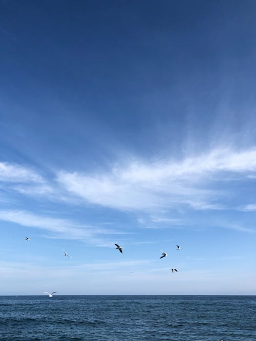 Birds flying over waving sea under blue sky